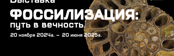 Выставка «Фоссилизация: путь в вечность»